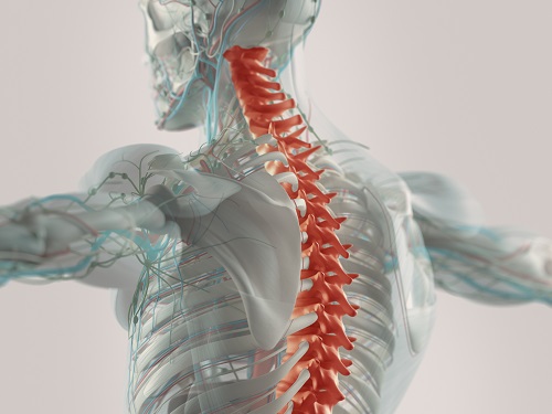 Spinal Kord Hasarı